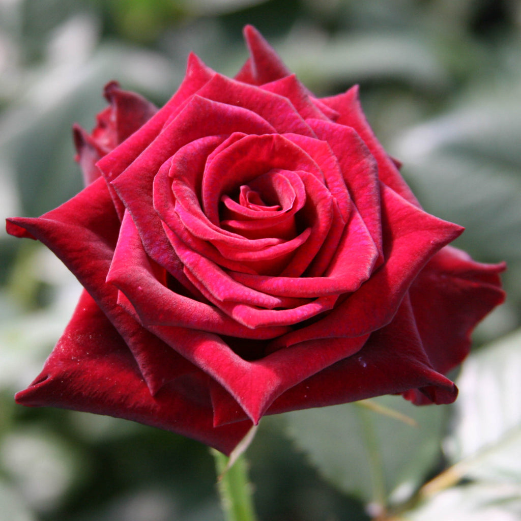 Black Baccara®