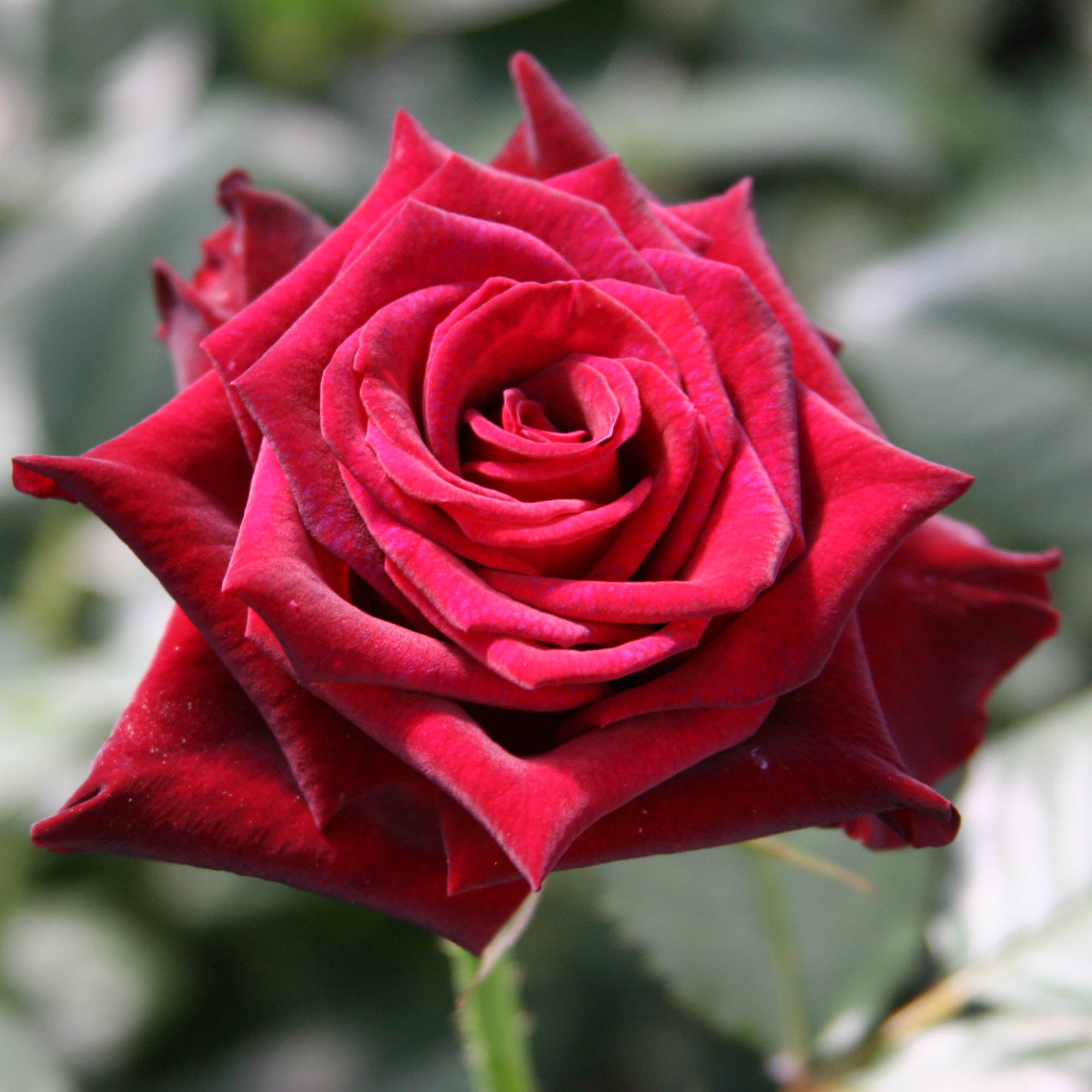 Black Baccara®
