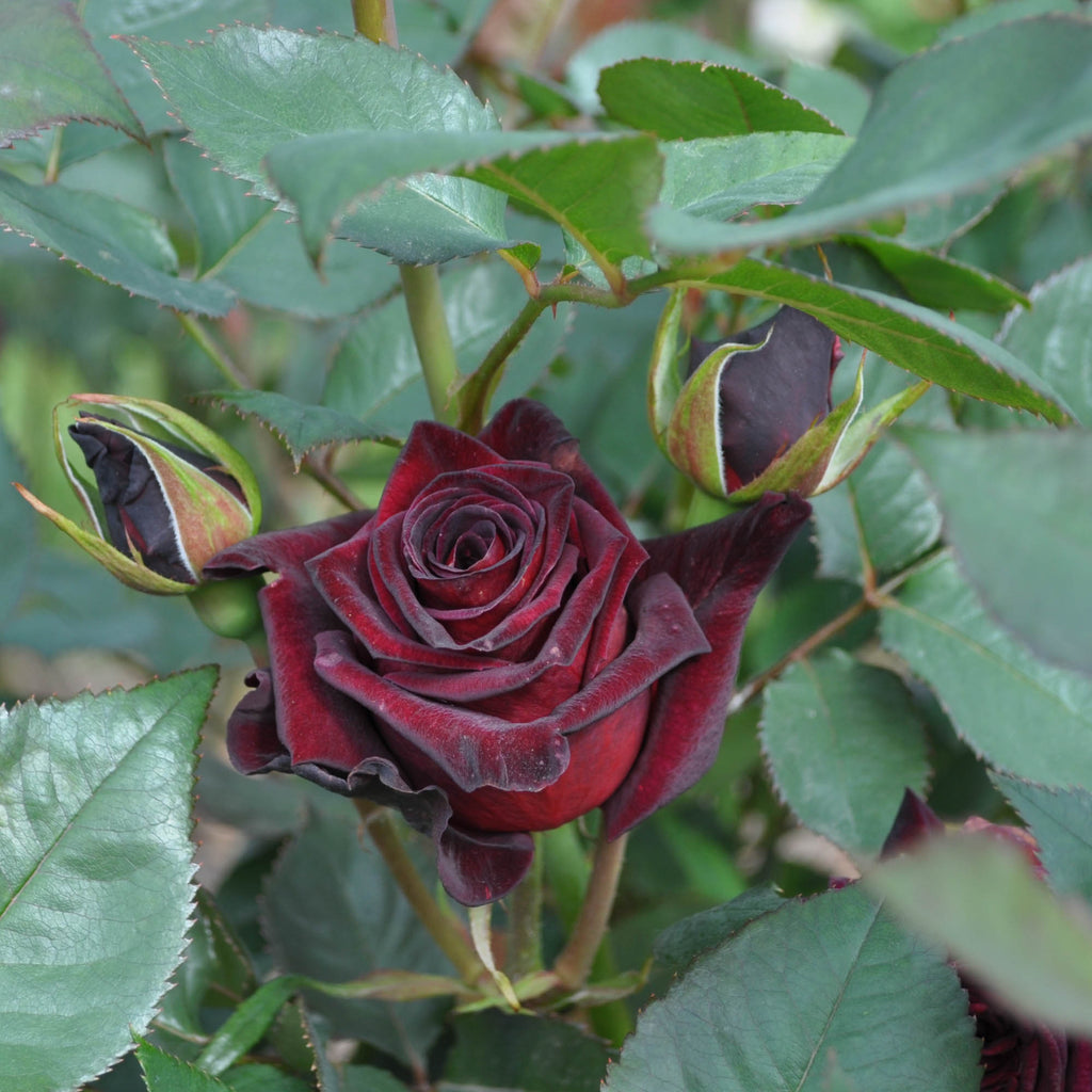 Black Baccara®