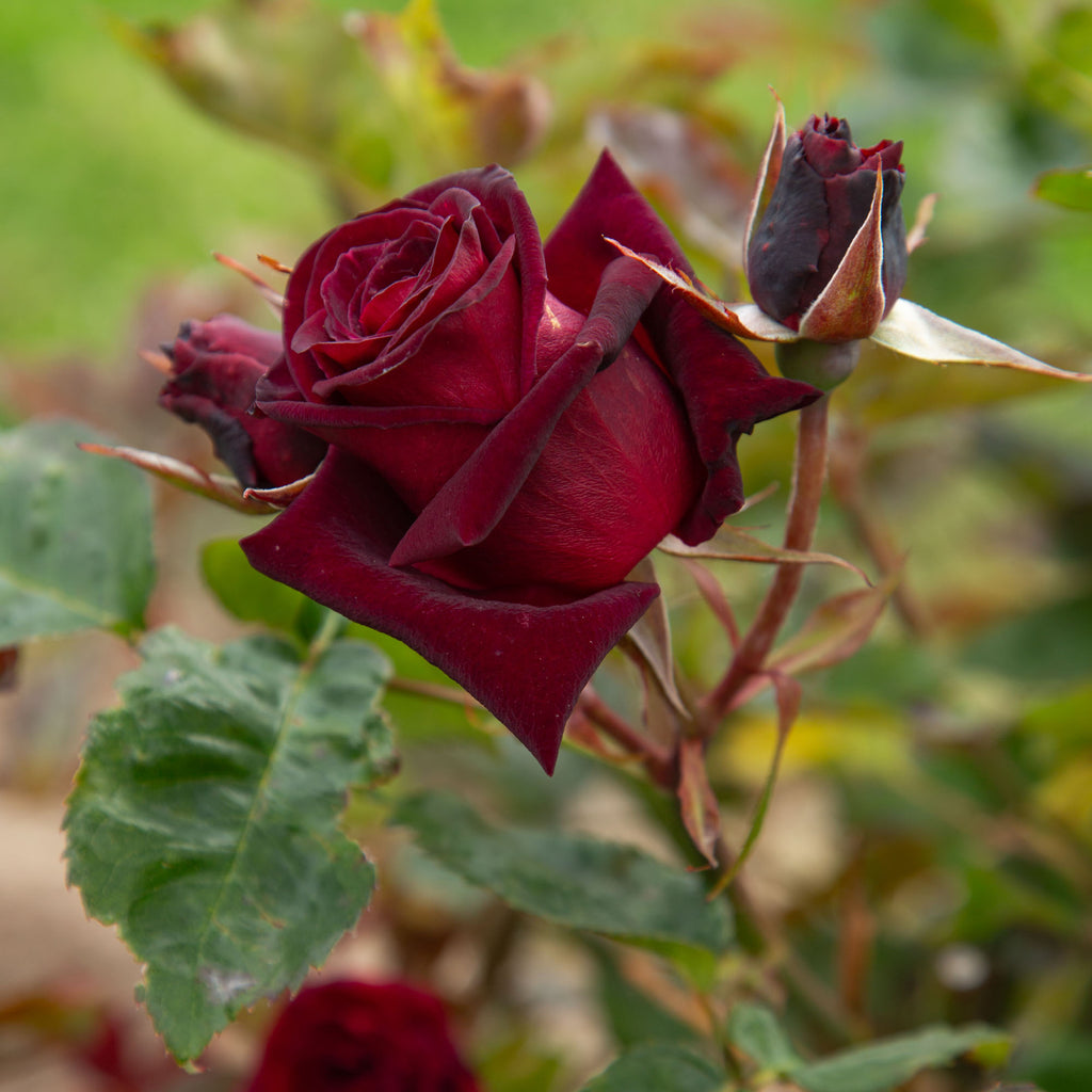 Black Baccara®