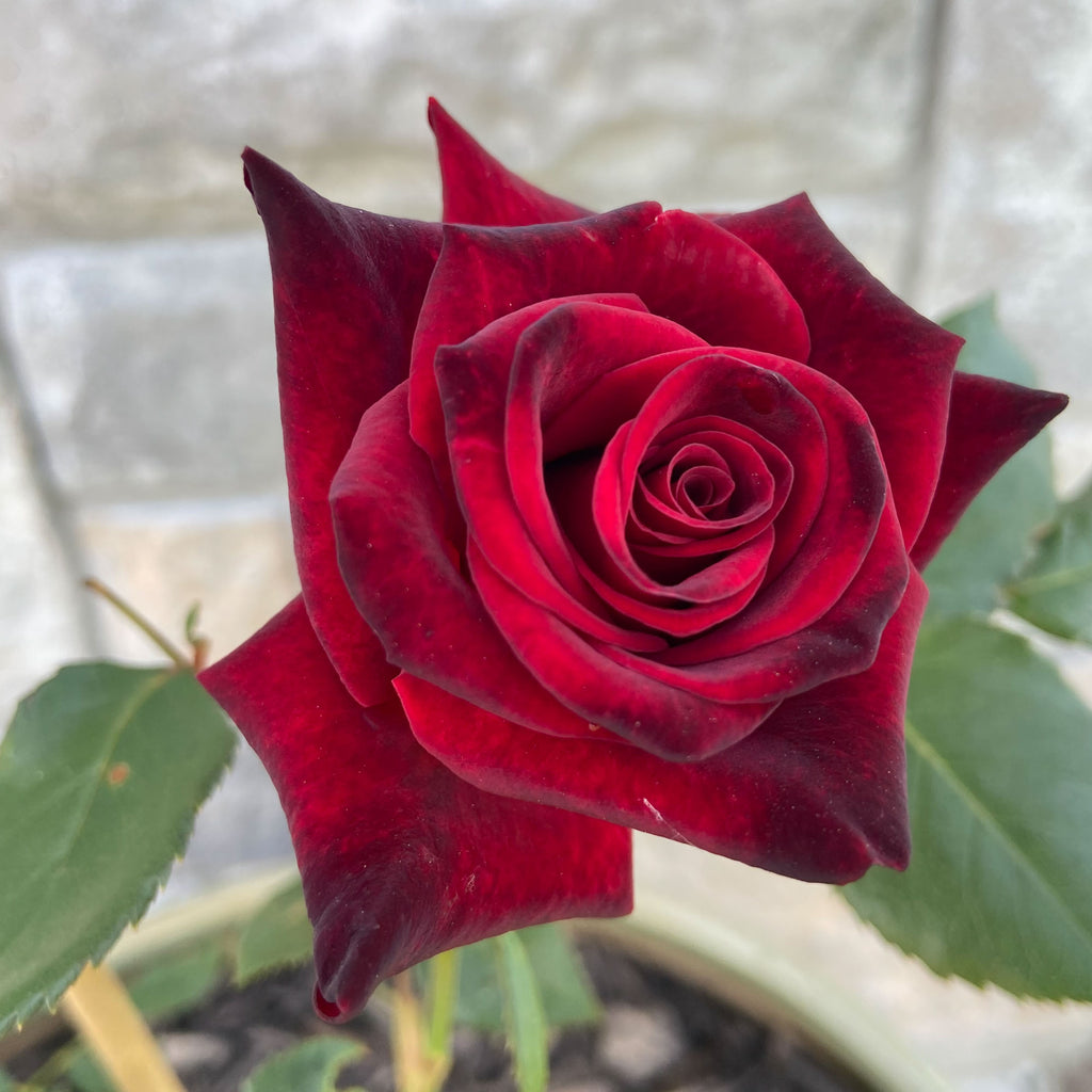 Black Baccara®