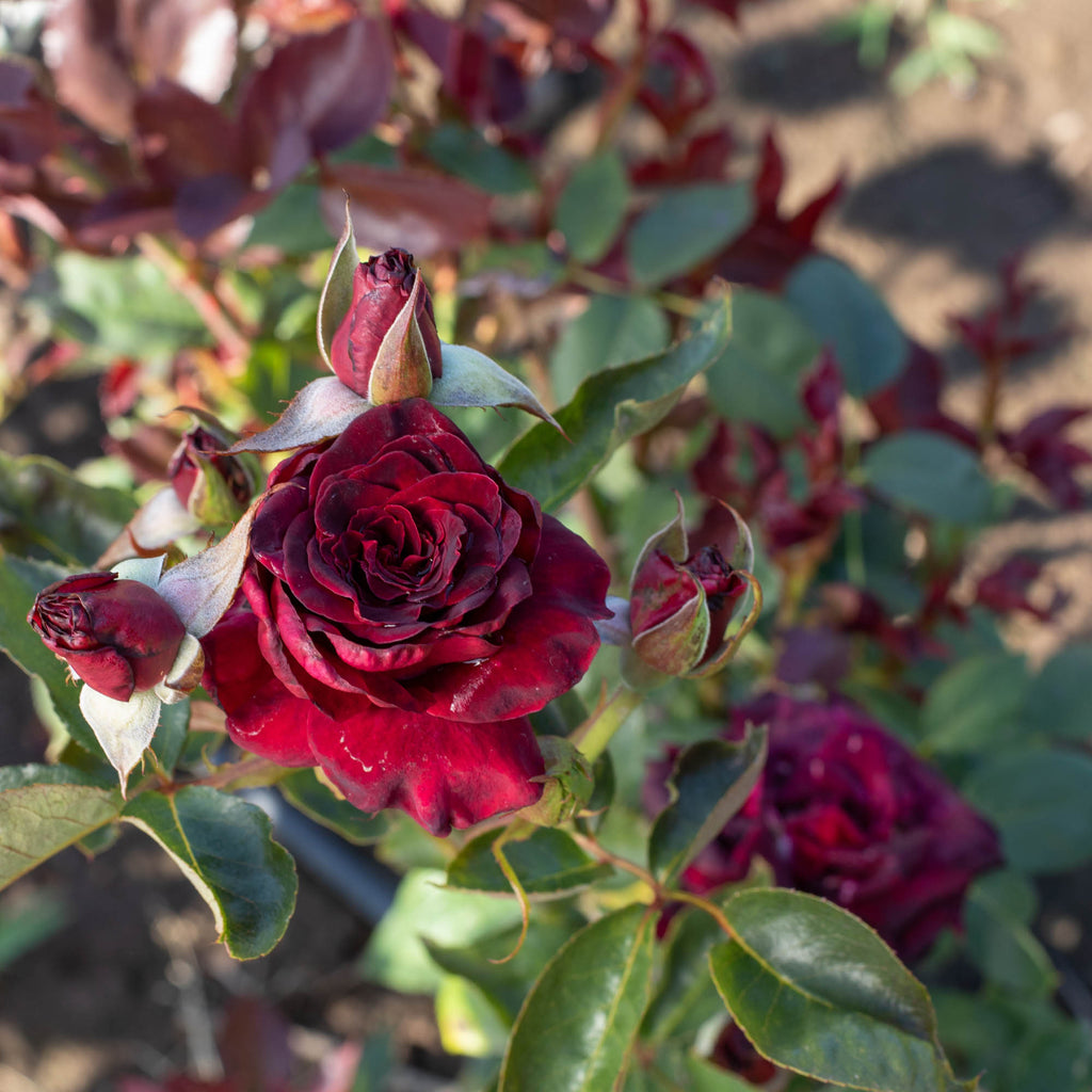 Black Baccara®