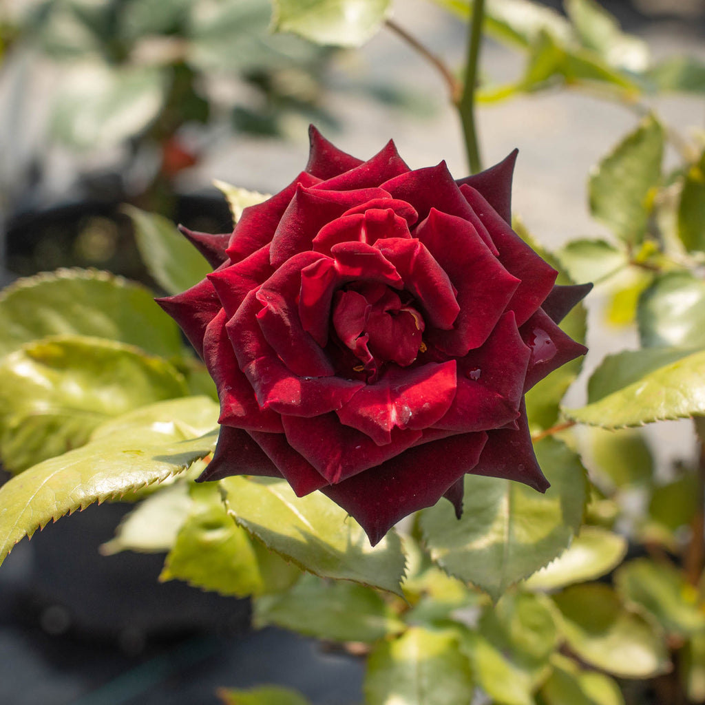 Black Baccara®