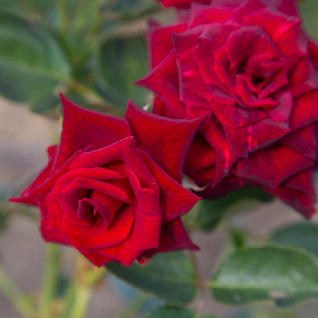 Black Baccara®