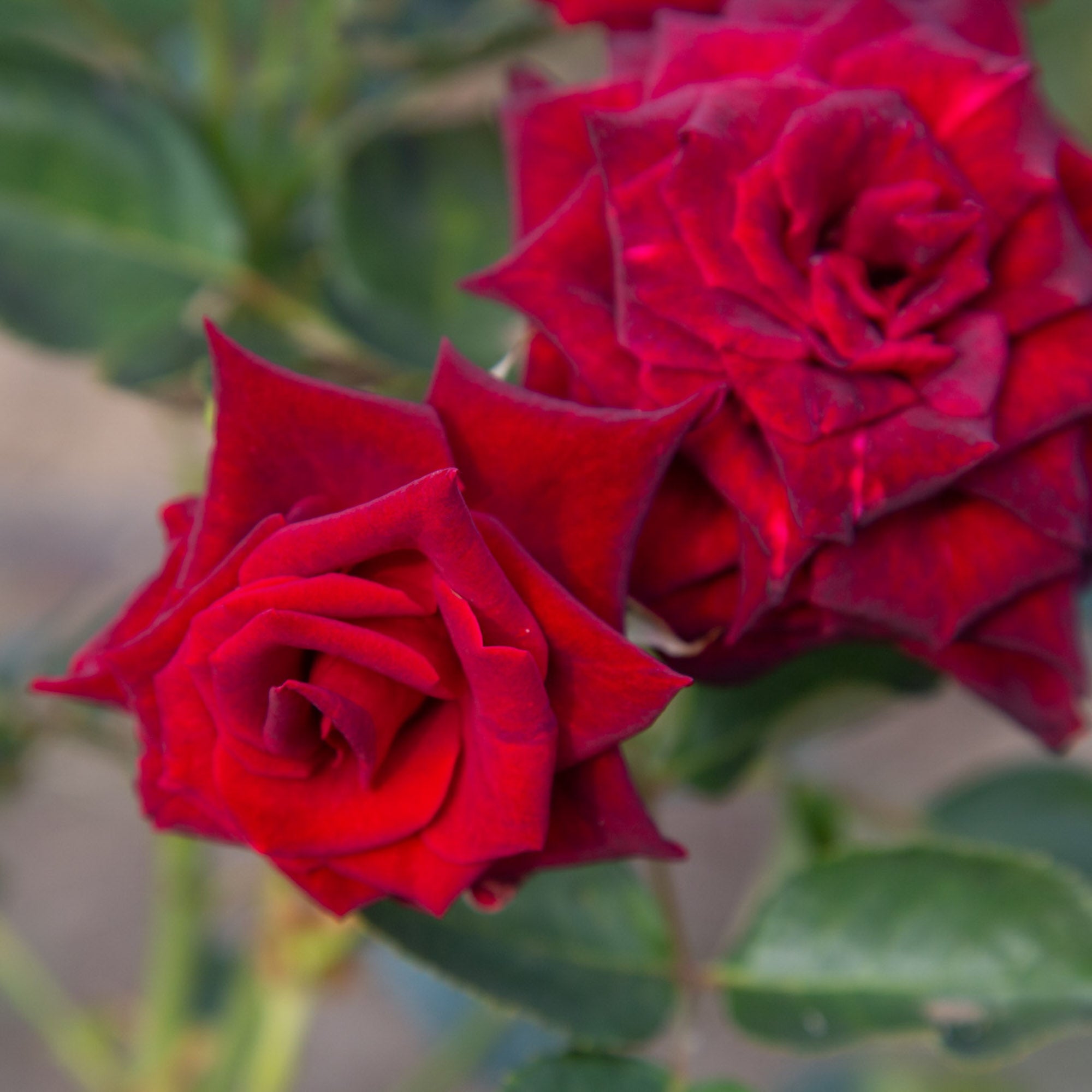 Black Baccara®