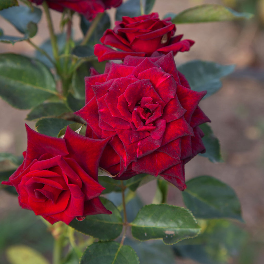 Black Baccara®