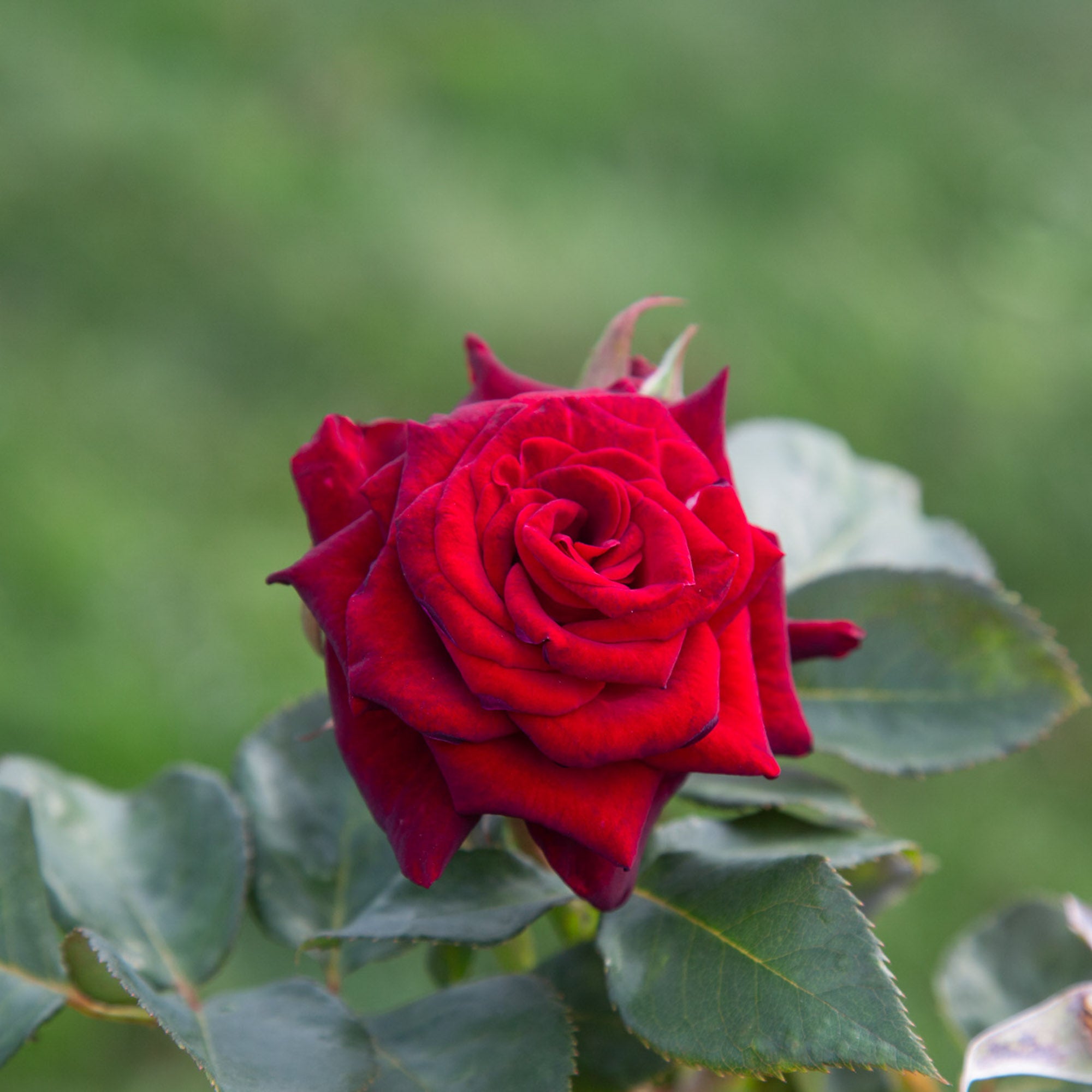 Black Baccara®