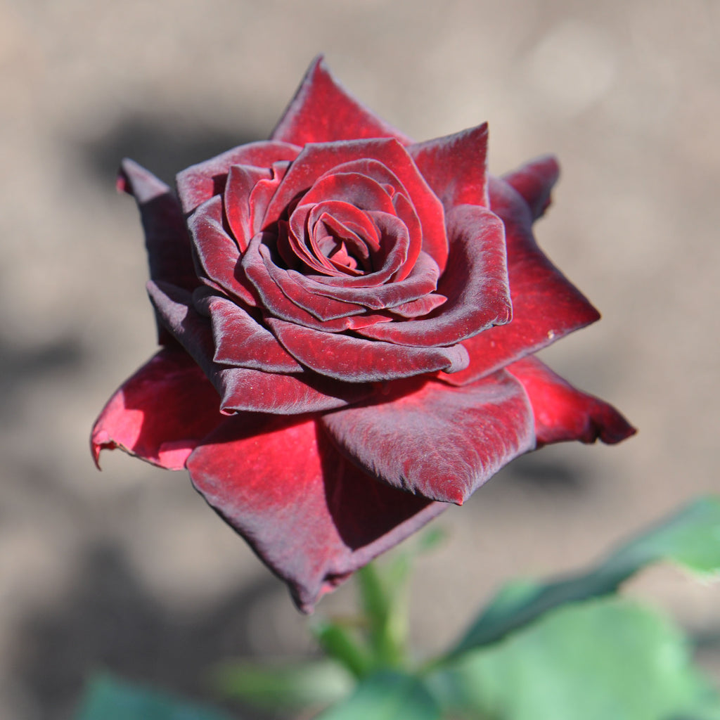 Black Baccara®