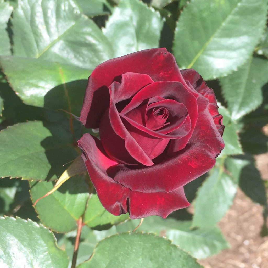 Black Baccara®