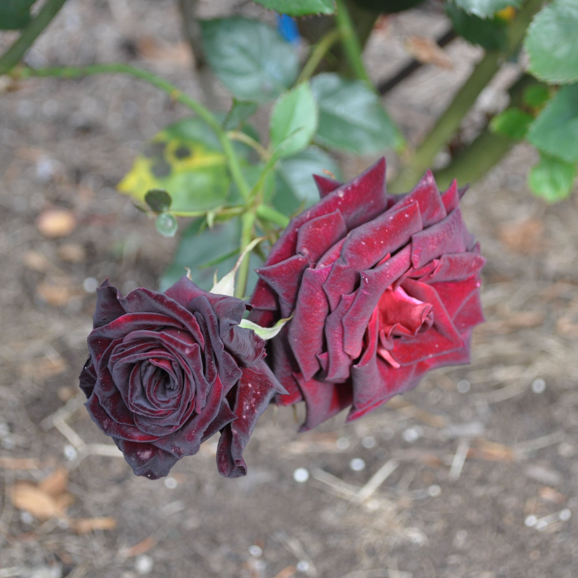 Black Baccara®