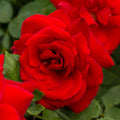 Black Beauty®