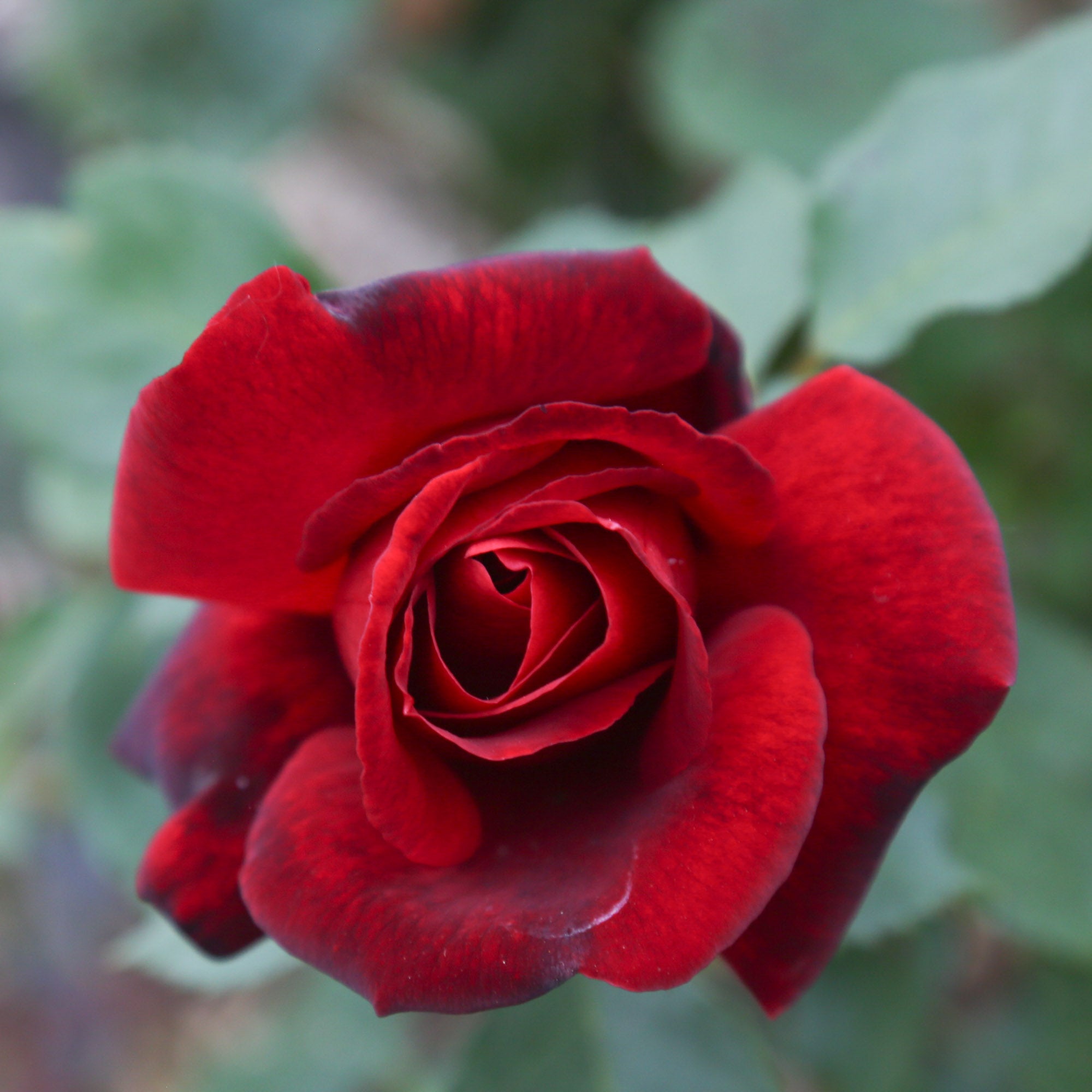 Black Beauty®