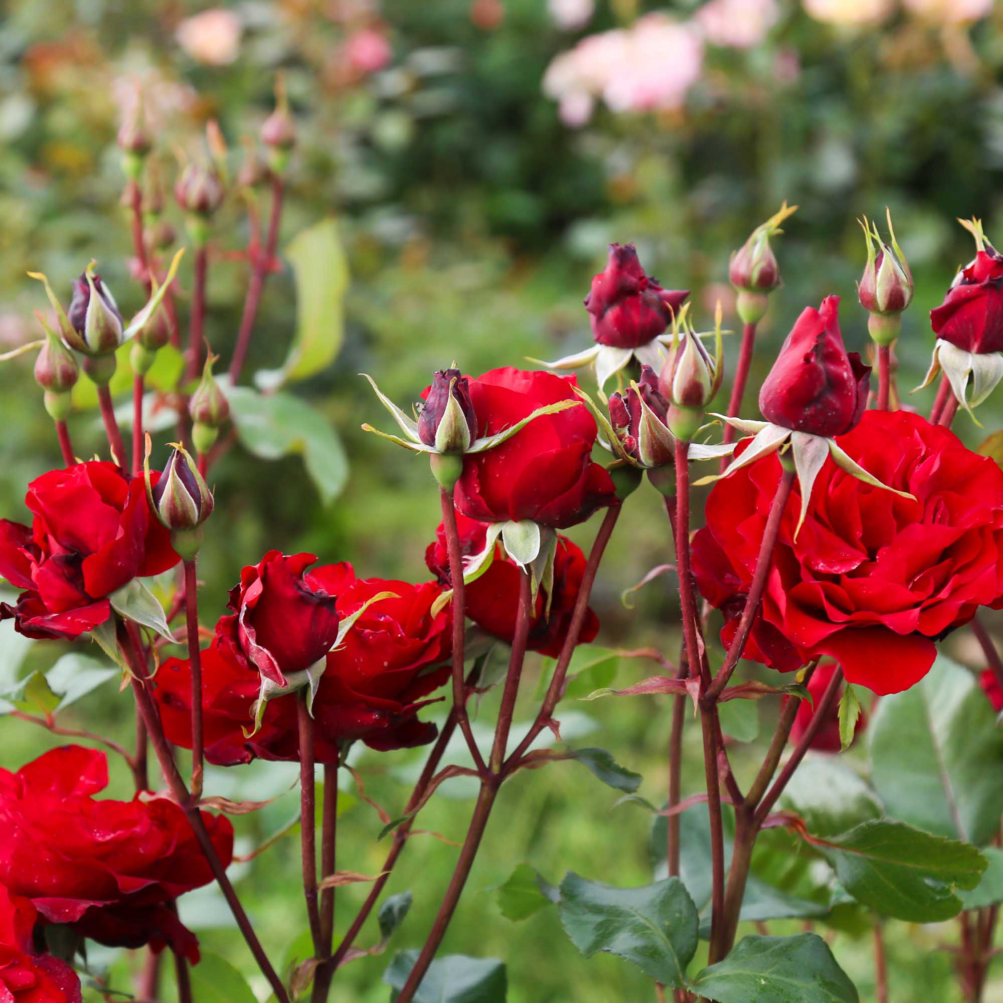 Black Cherry™ – Heirloom