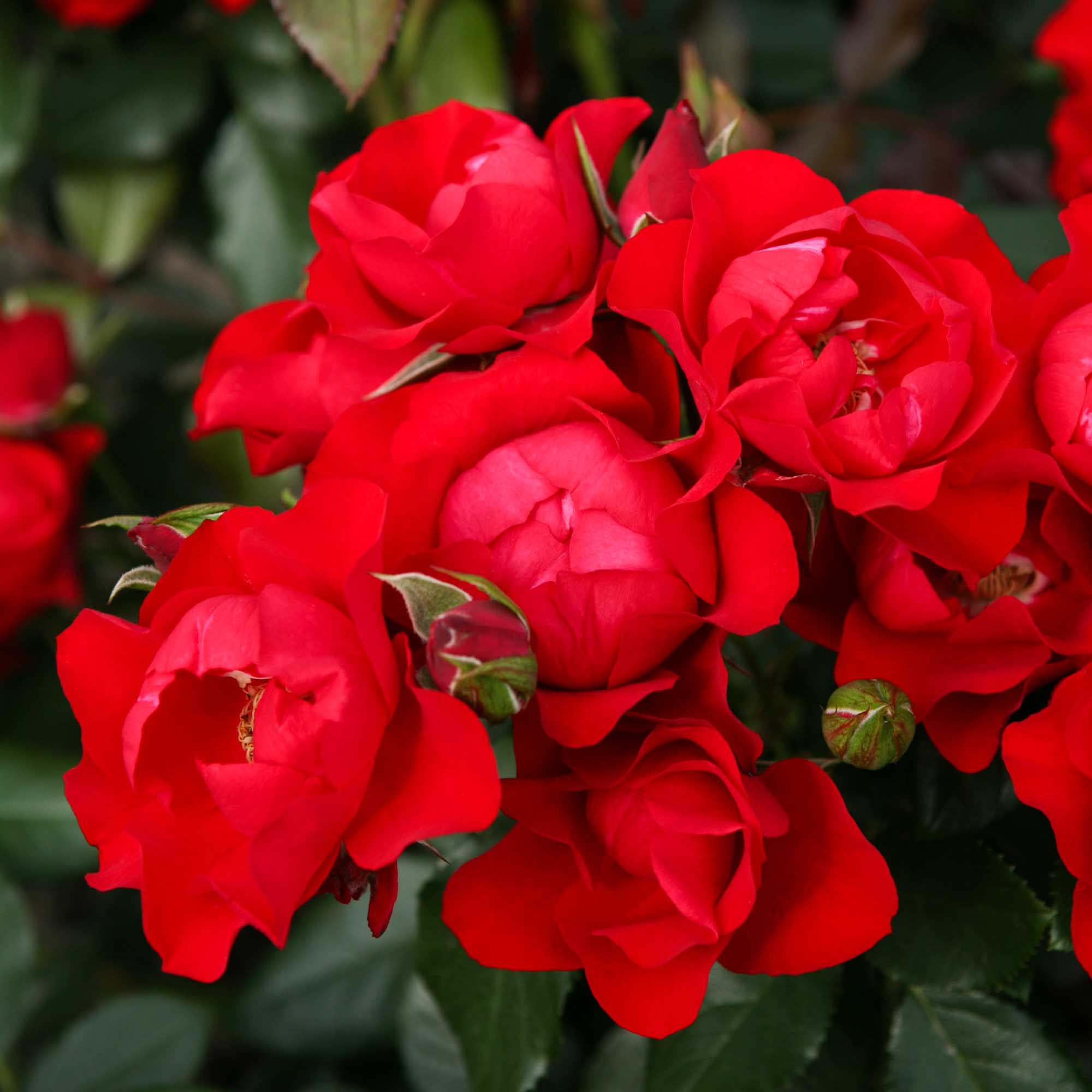 Black Forest Rose®