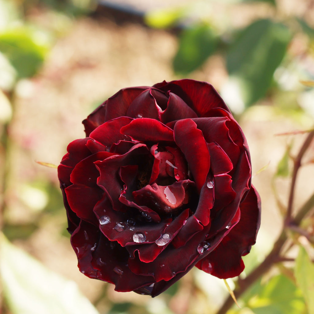 Black Pearl