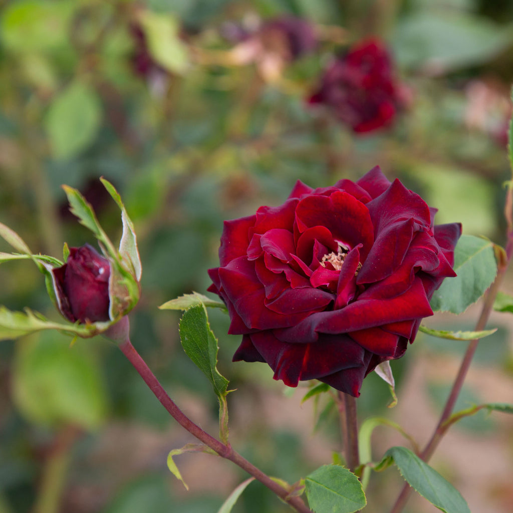 Black Pearl