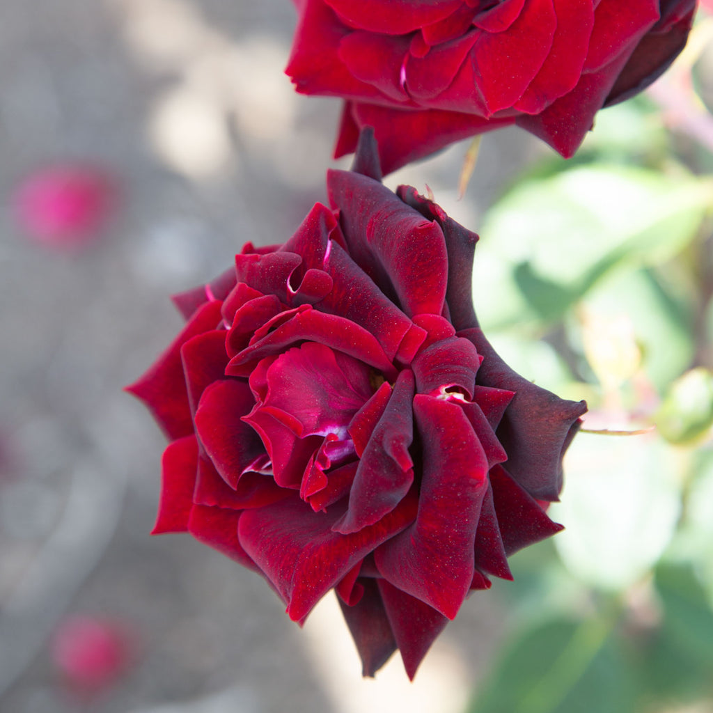 Black Pearl