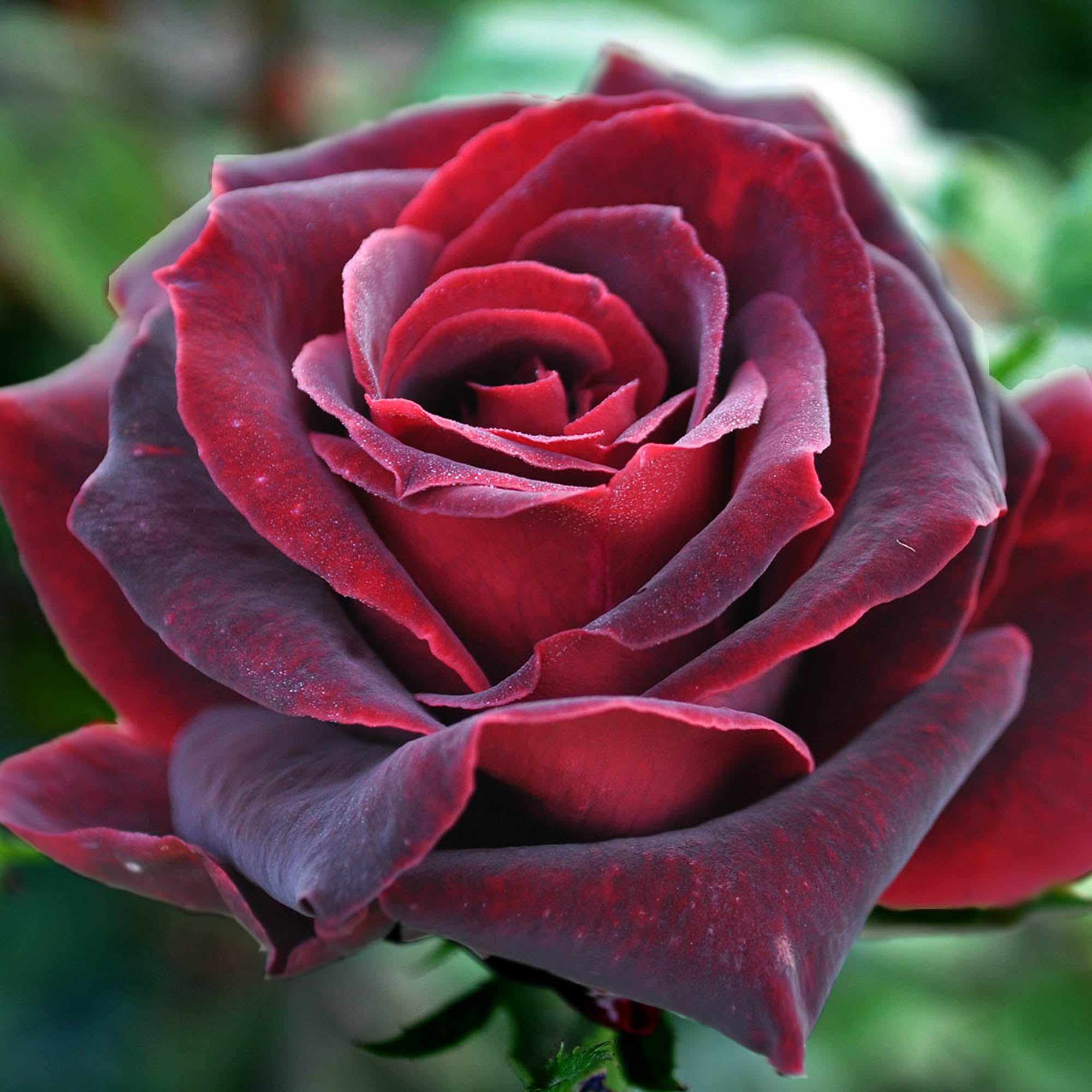 Black Pearl