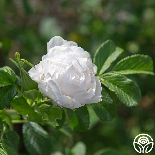Heirloom Roses Double de Coubert - Thumbnail 5