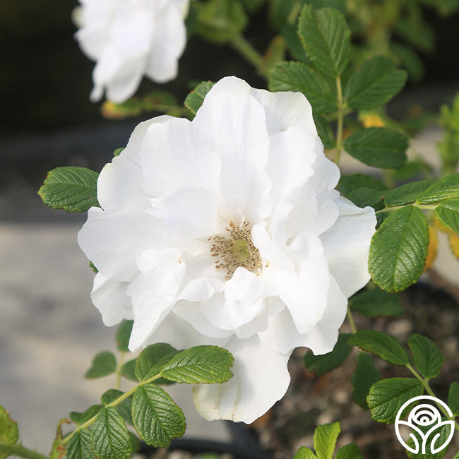 Heirloom Roses Double de Coubert