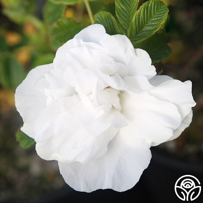 Heirloom Roses Double de Coubert - Thumbnail 3
