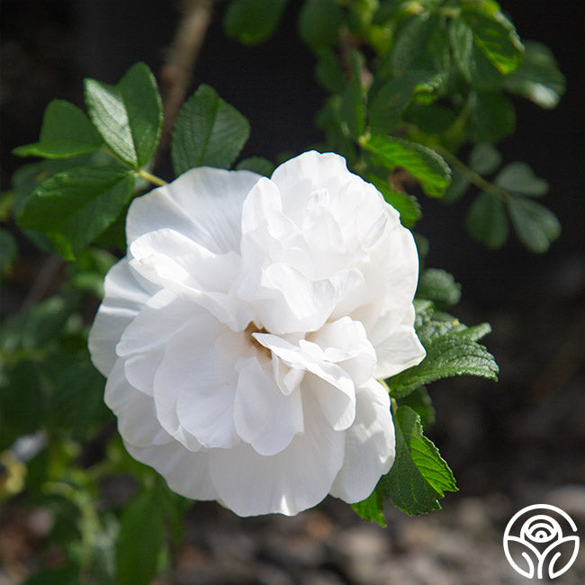 Heirloom Roses Double de Coubert - Thumbnail 4