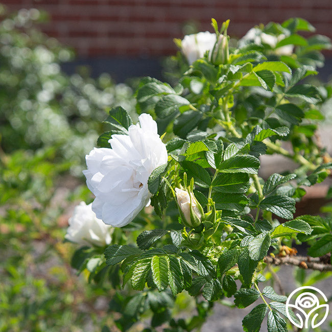 Blanc Double de Coubert