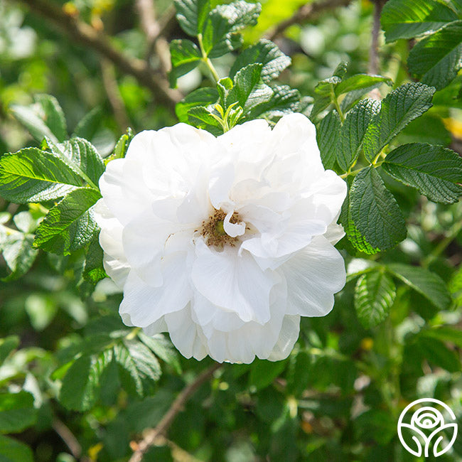 Heirloom Roses Double de Coubert - Thumbnail 2