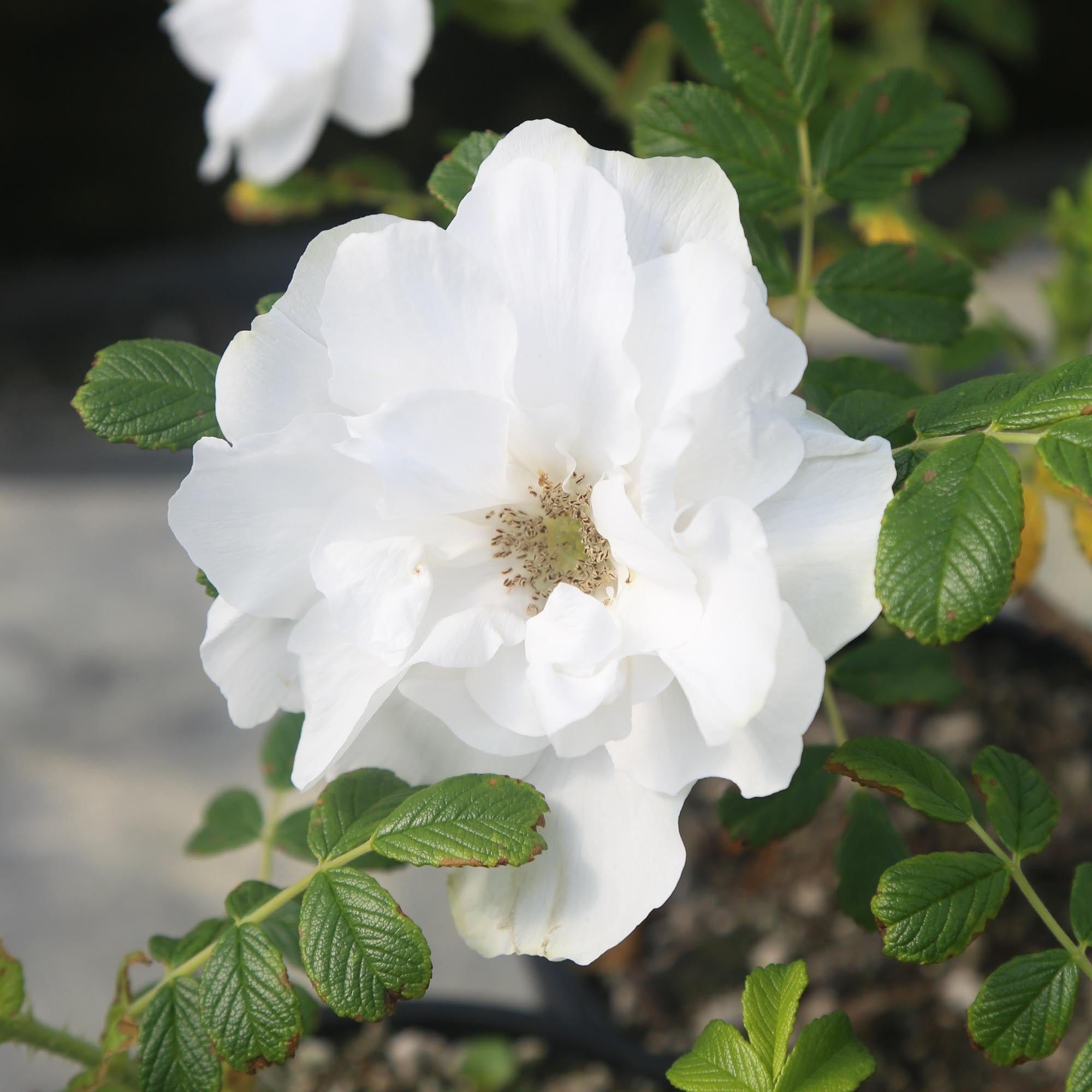 Blanc Double de Coubert