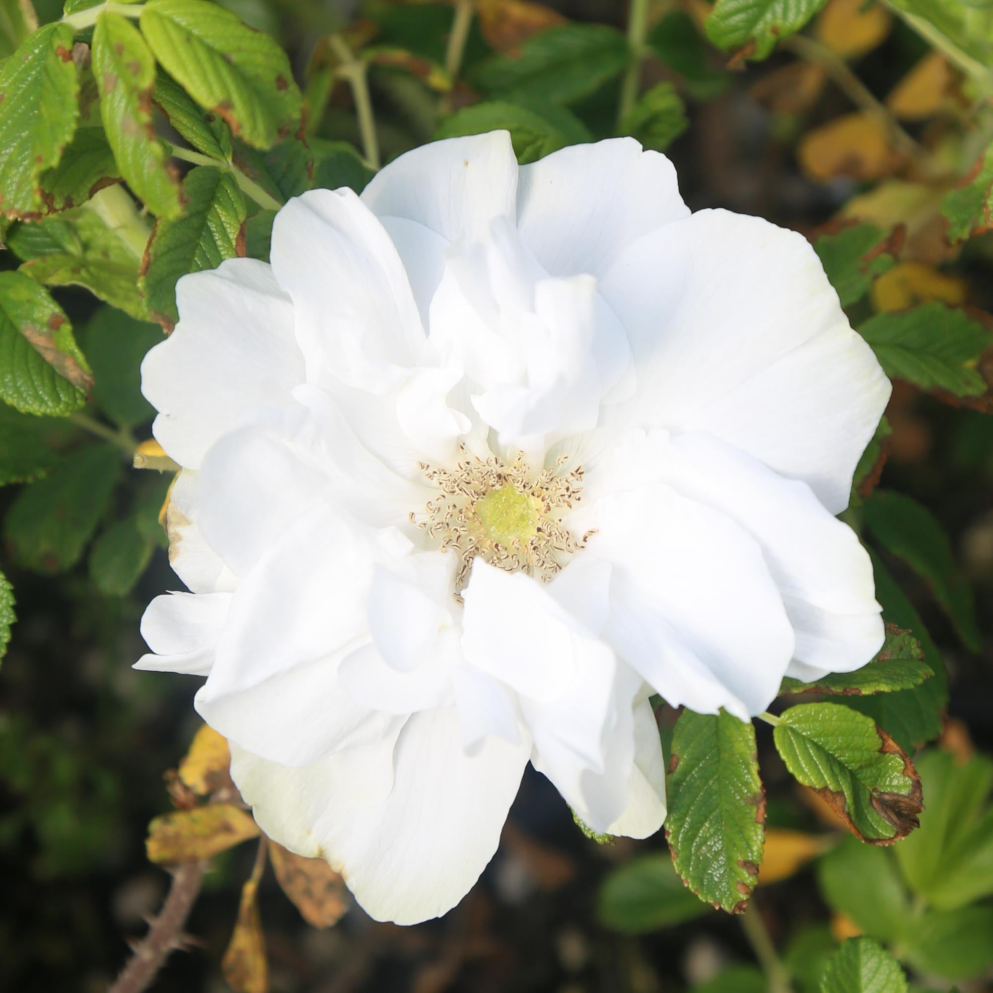 Blanc Double de Coubert
