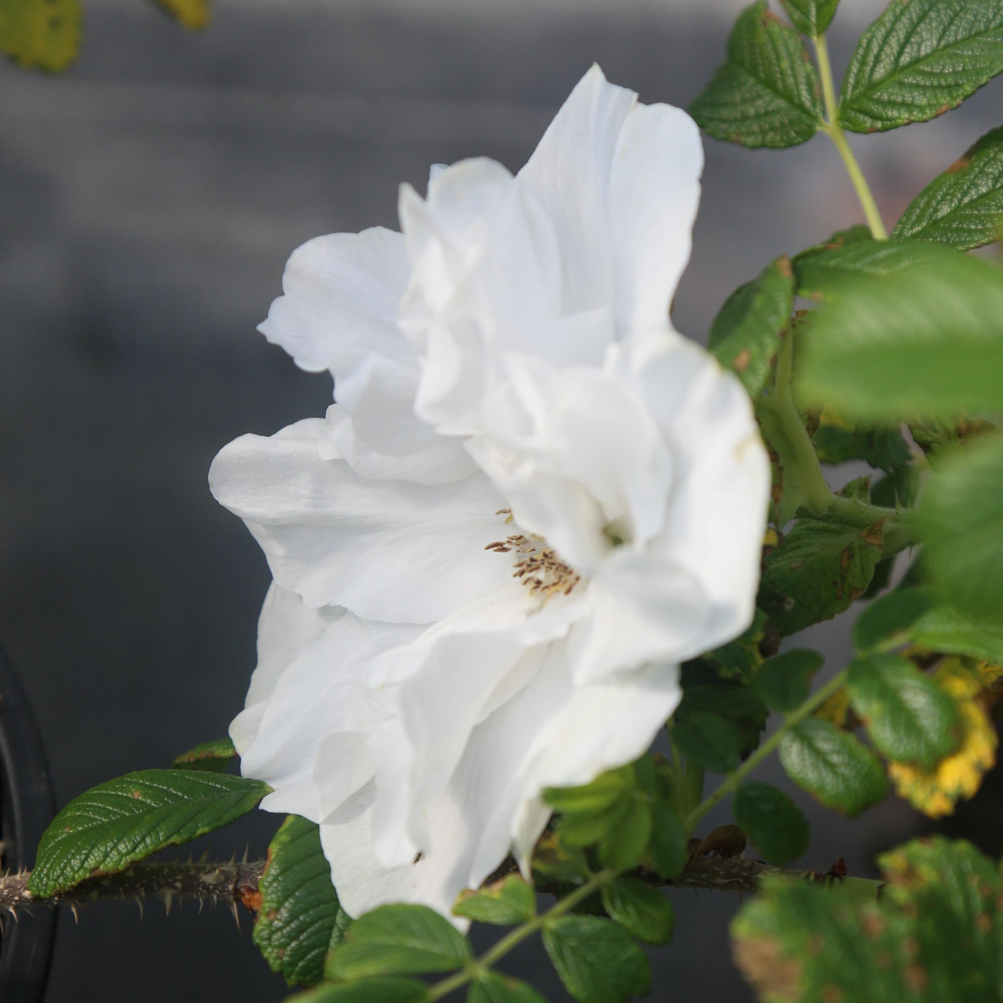 Blanc Double de Coubert