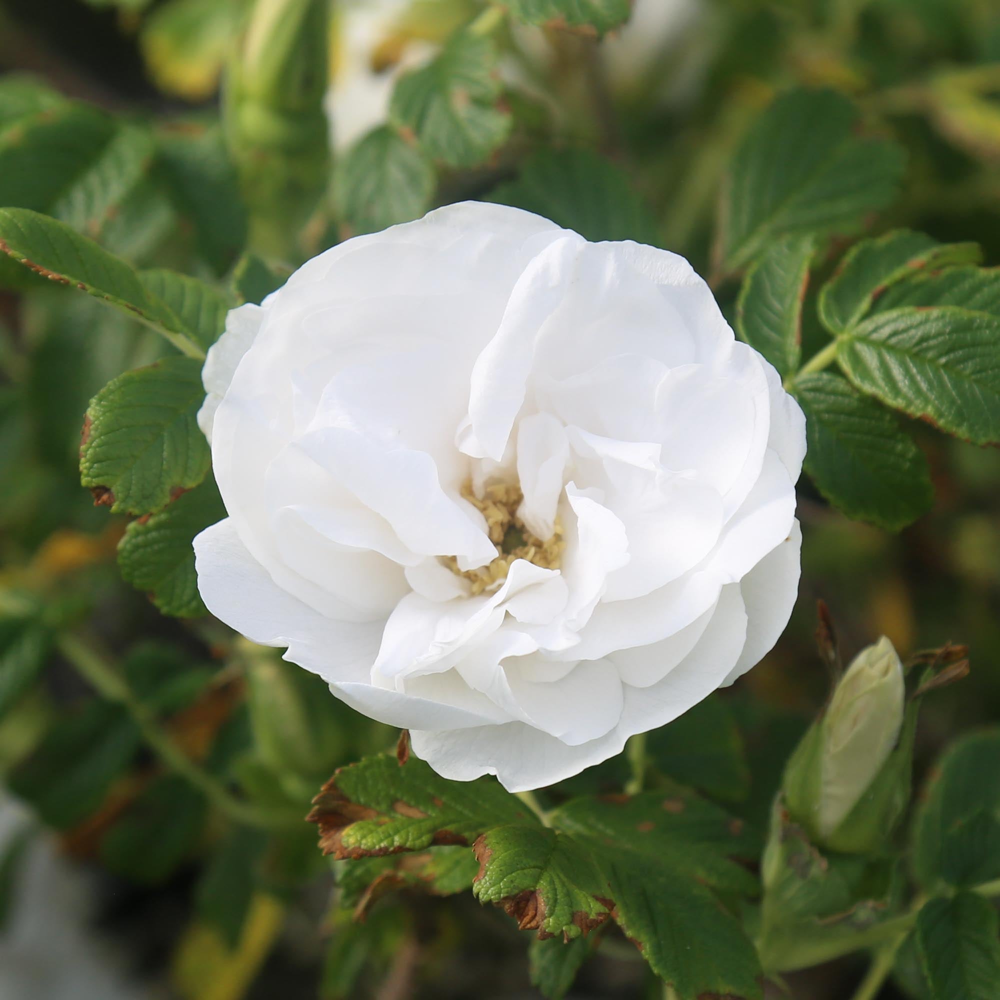 Blanc Double de Coubert