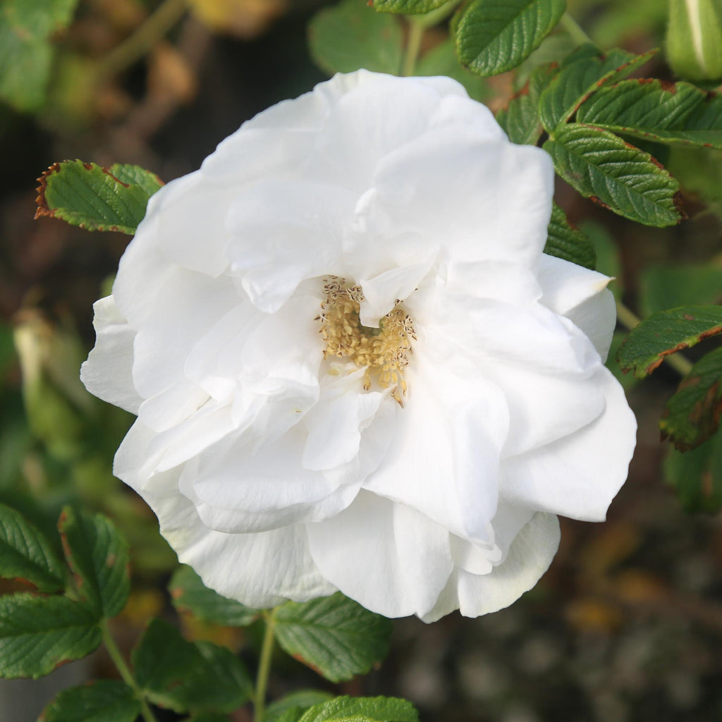 Blanc Double de Coubert