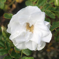 Blanc Double de Coubert