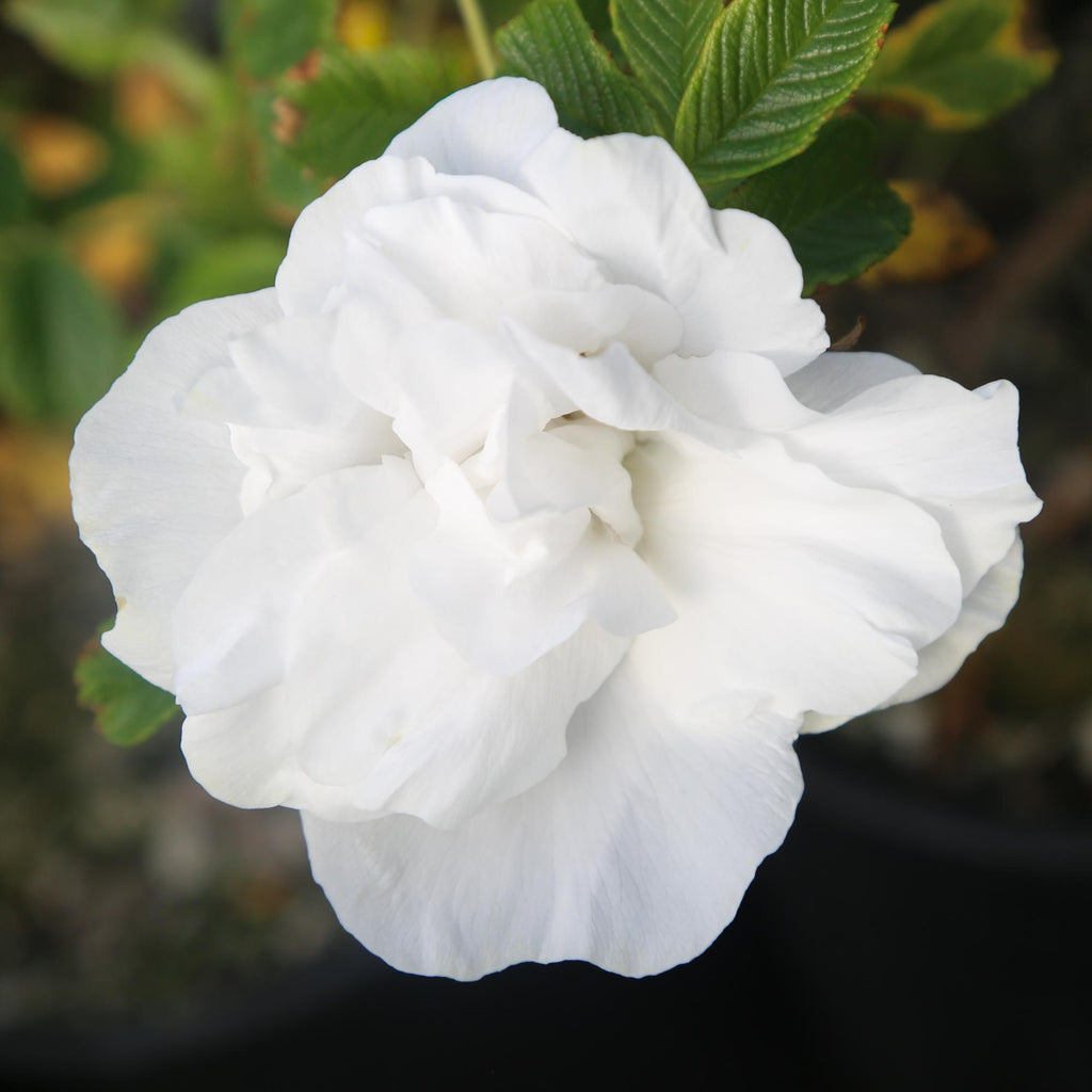Blanc Double de Coubert
