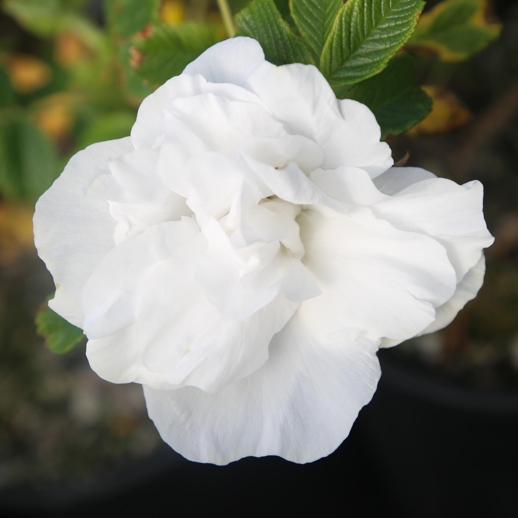 Blanc Double de Coubert