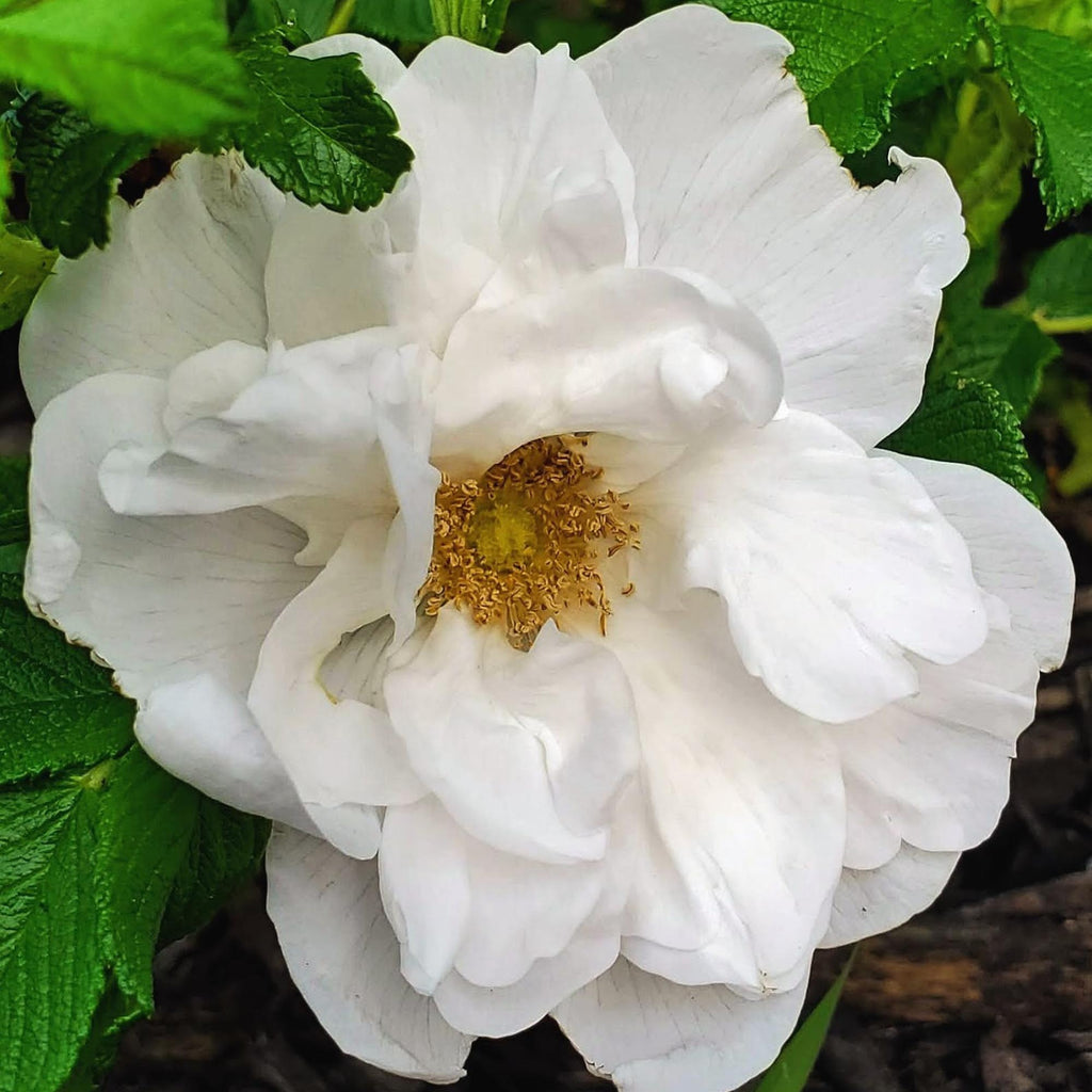 Blanc Double de Coubert
