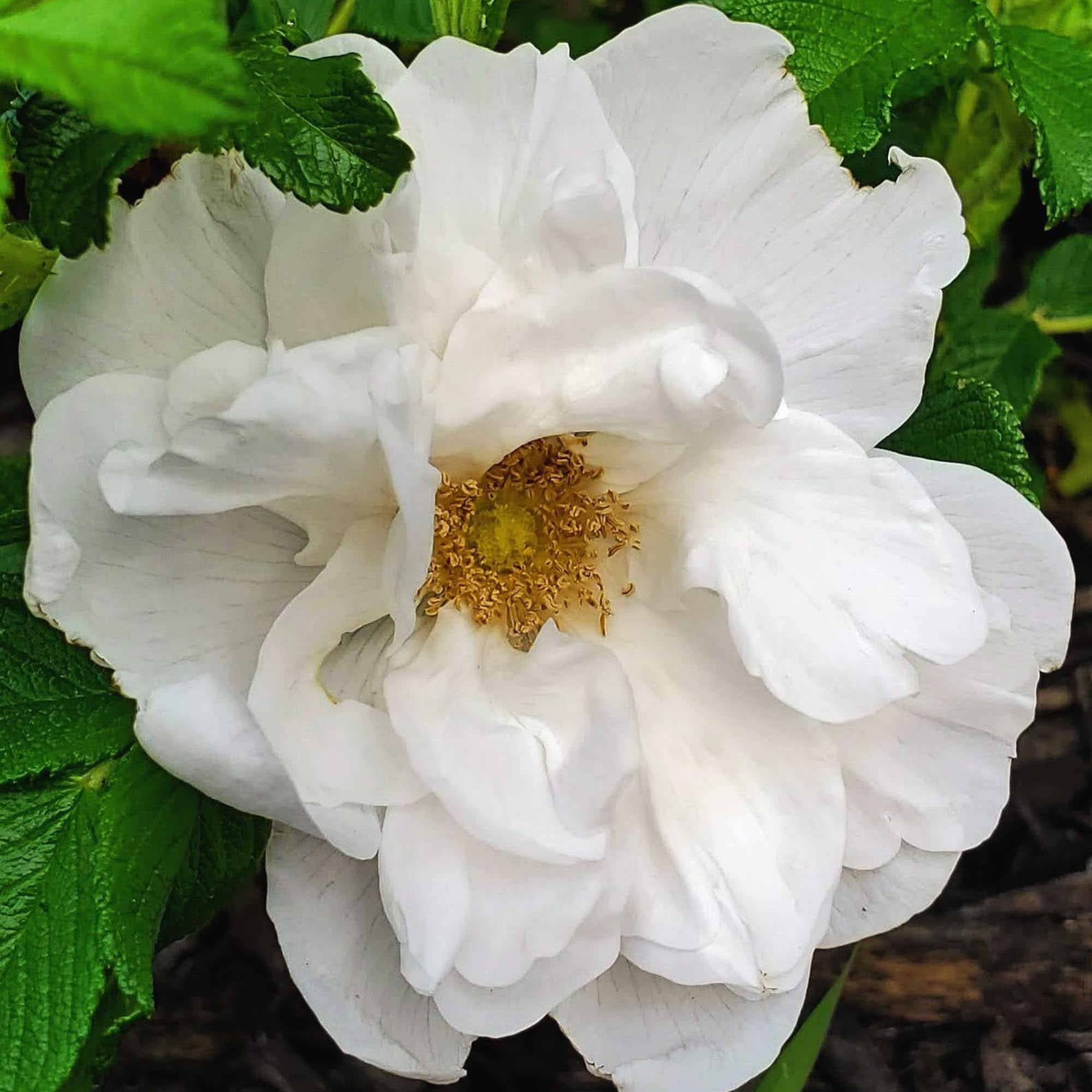 Blanc Double de Coubert