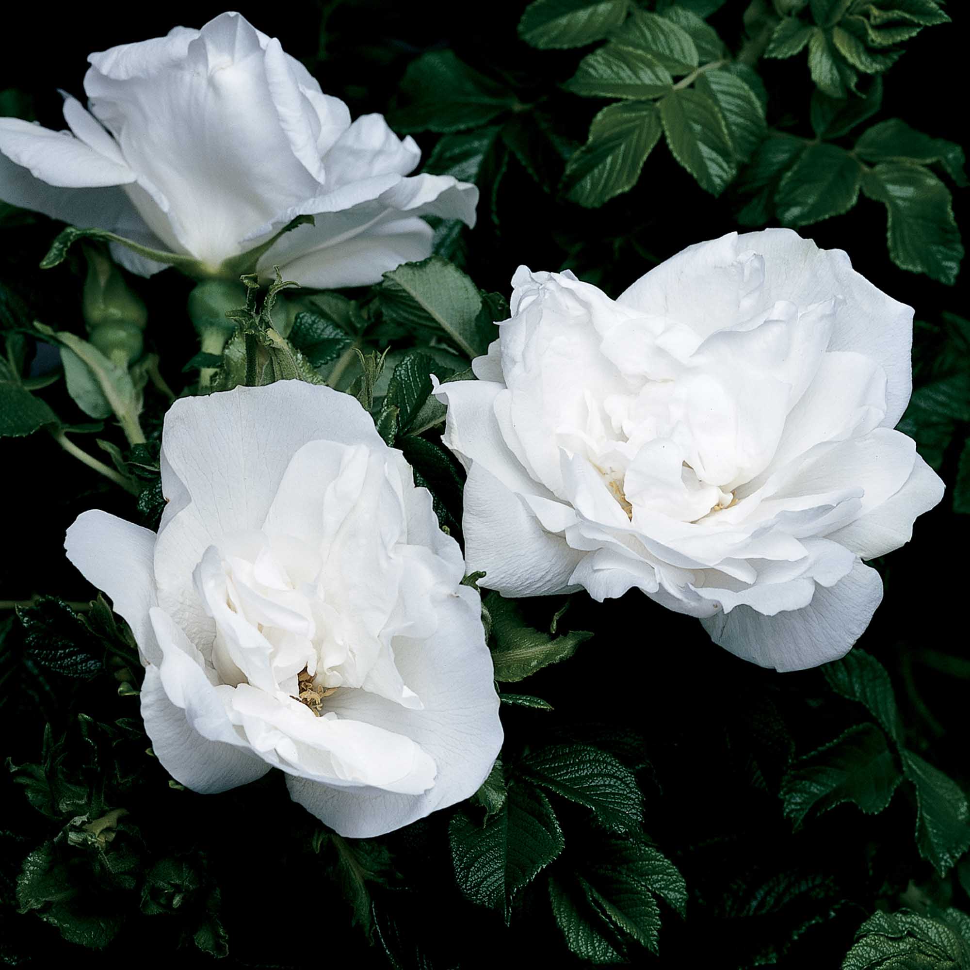 Blanc Double de Coubert