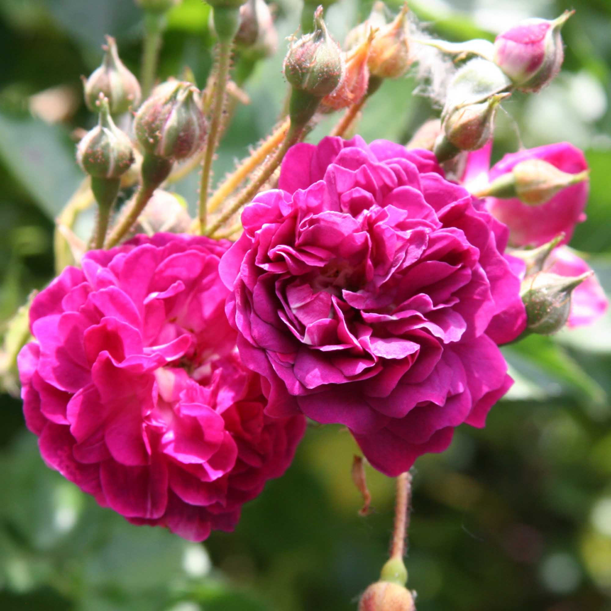 Bleu Magenta