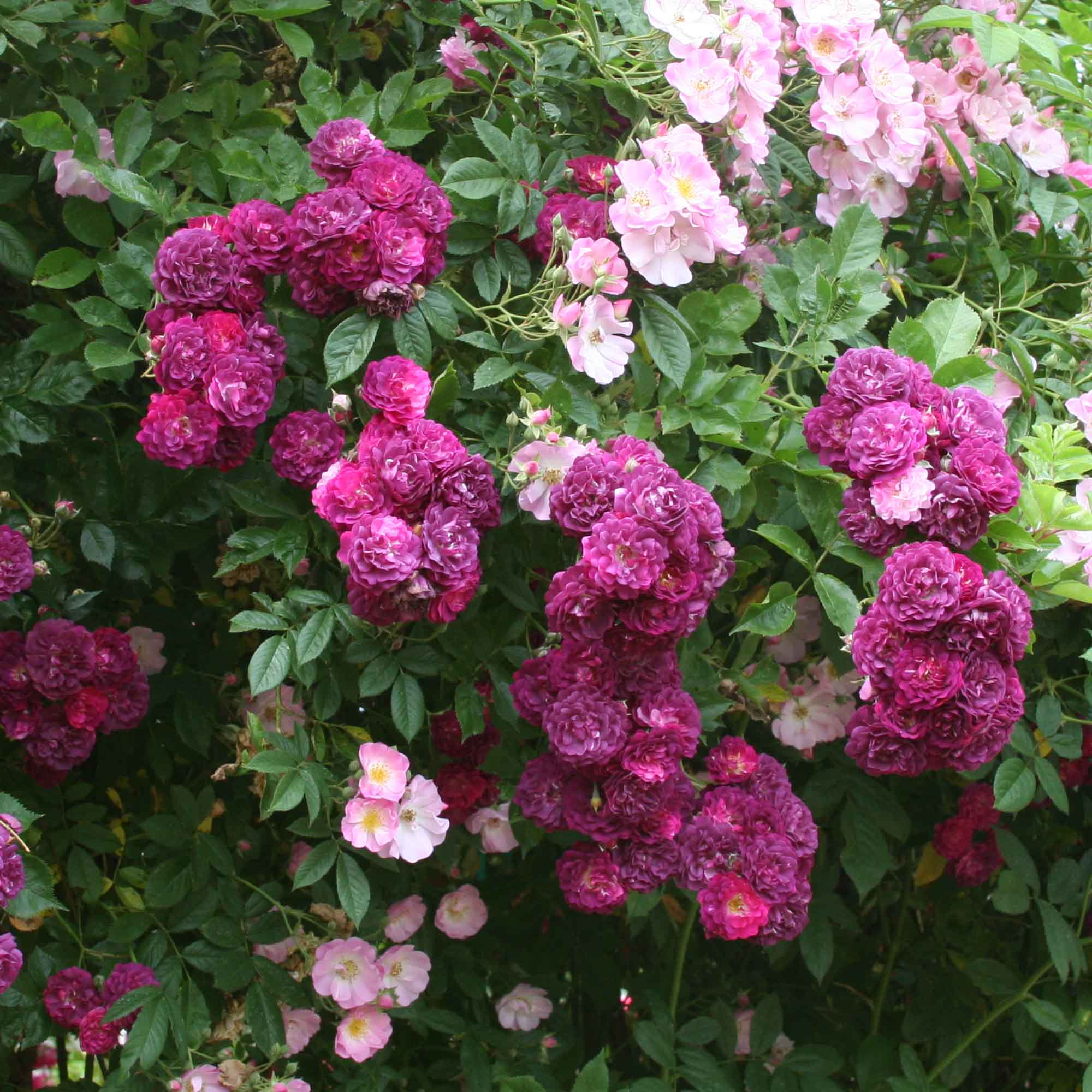 Bleu Magenta