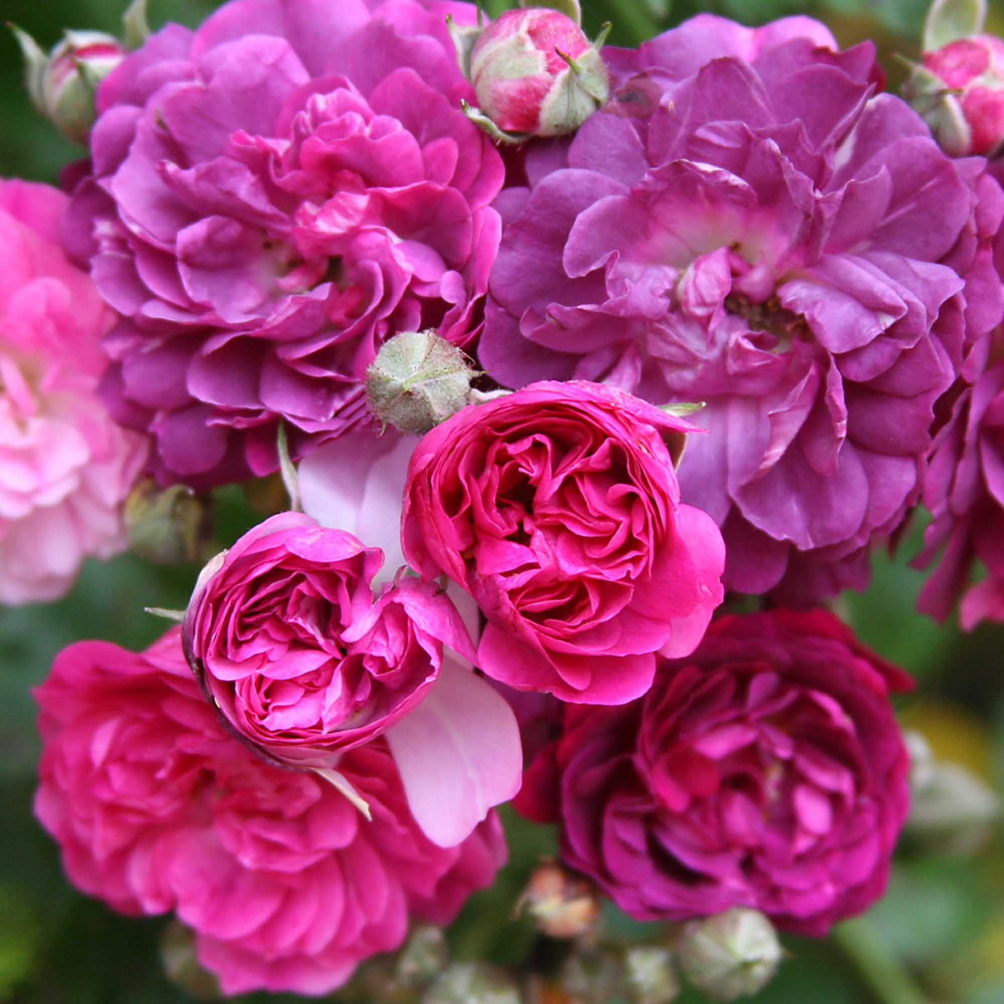 Bleu Magenta