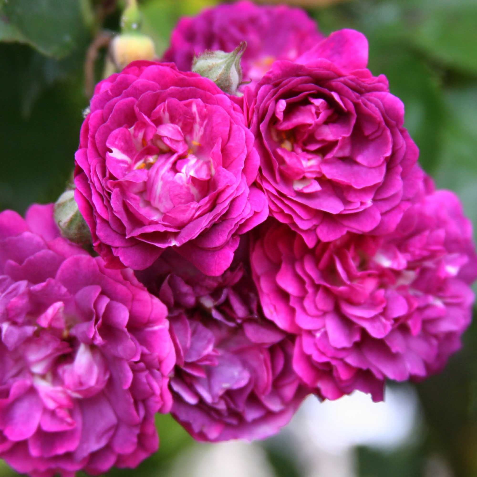 Bleu Magenta