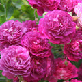 Bleu Magenta
