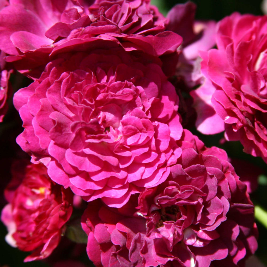 Bleu Magenta