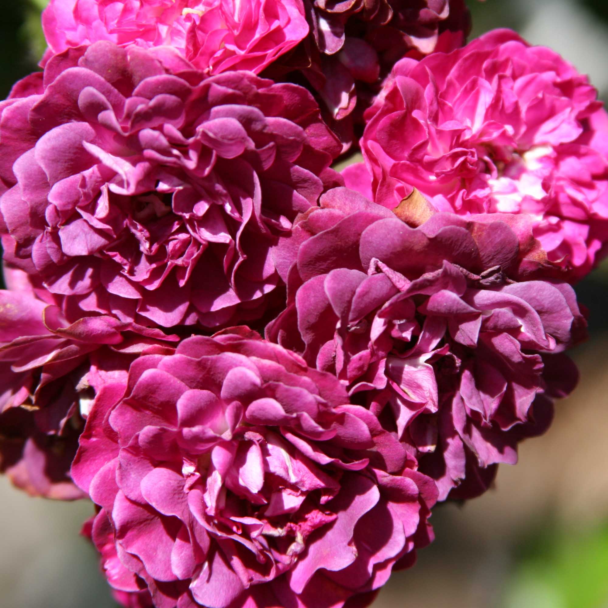 Bleu Magenta
