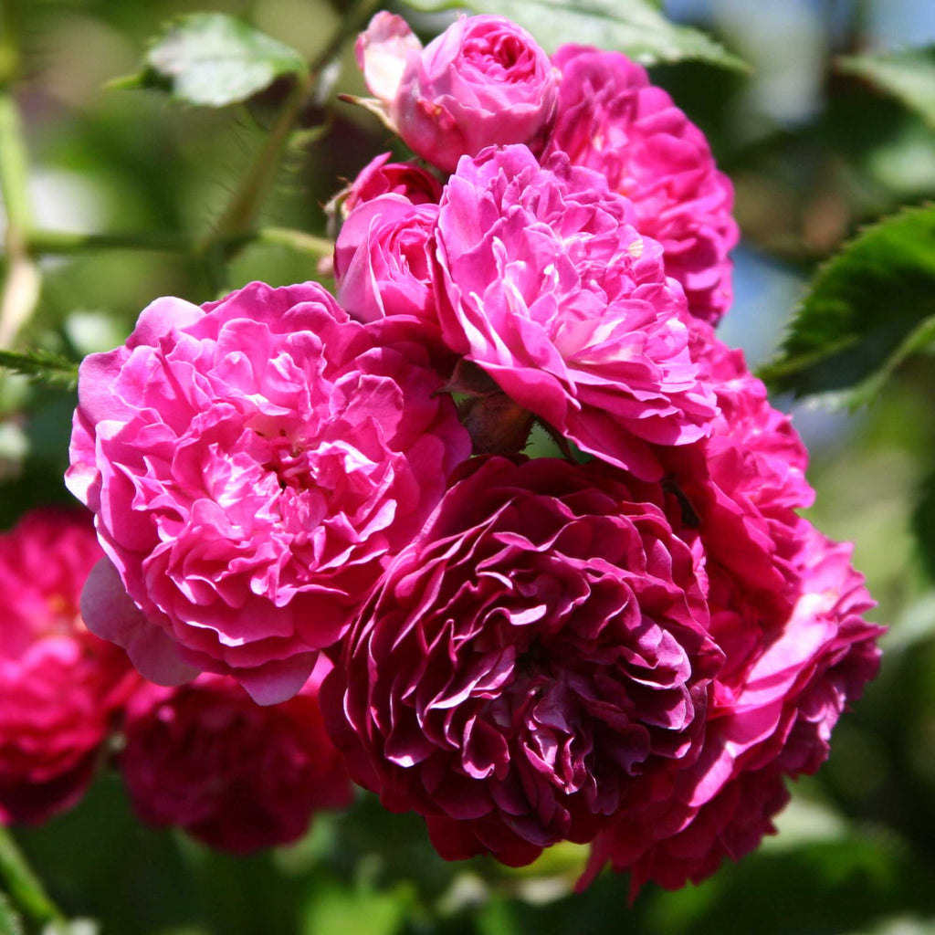 Bleu Magenta