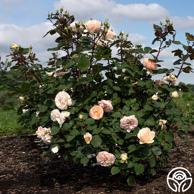 Parfuma Bliss Floribunda Rose | Pink Rose Bush Heirloom Parfuma Bliss Floribunda Rose | Pink Rose Bush Heirloom