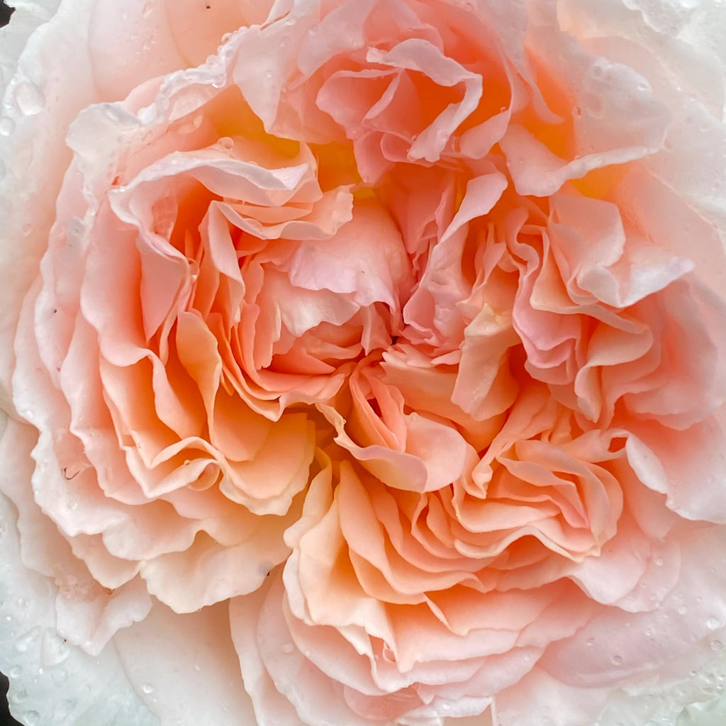 Parfuma® Bliss