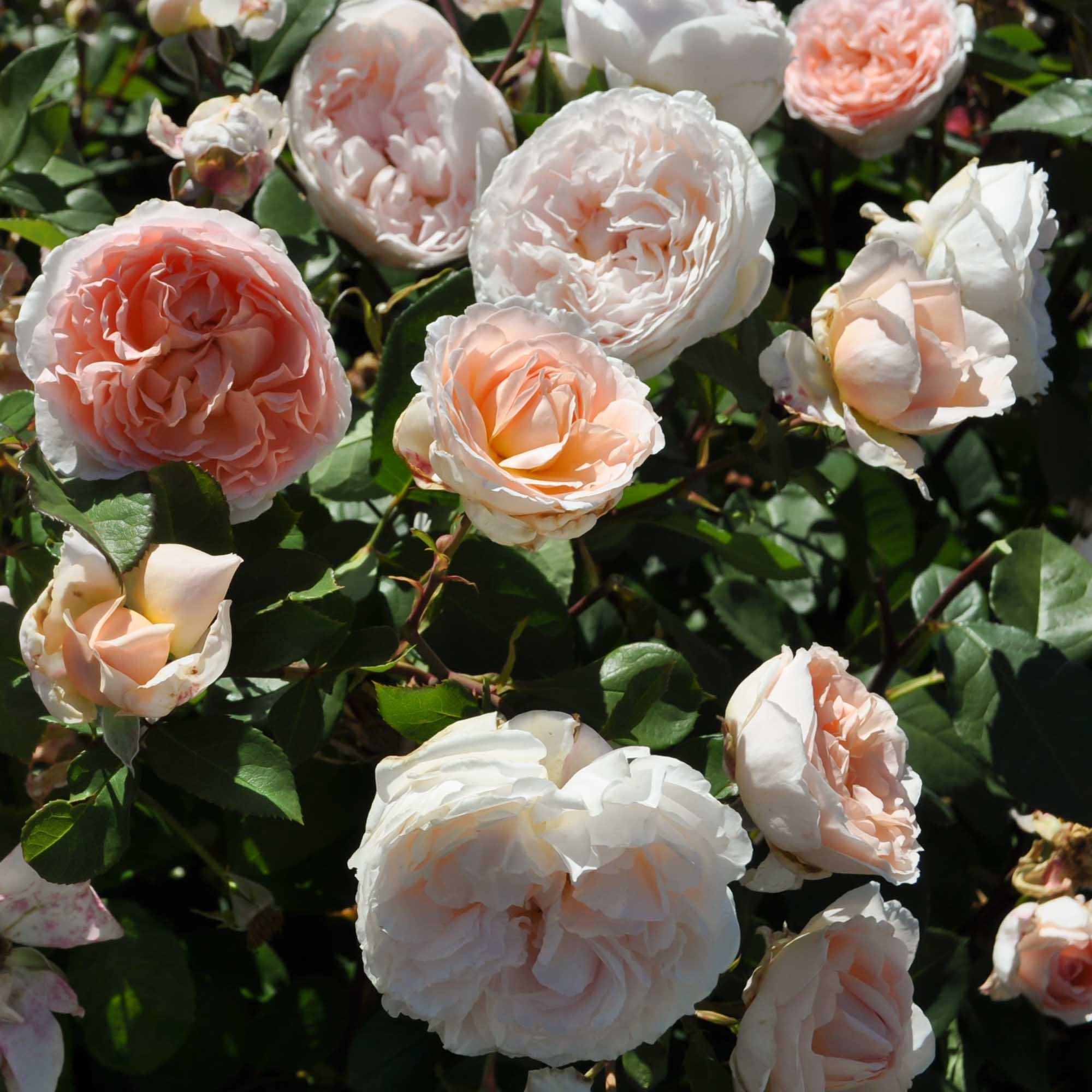 Parfuma® Bliss